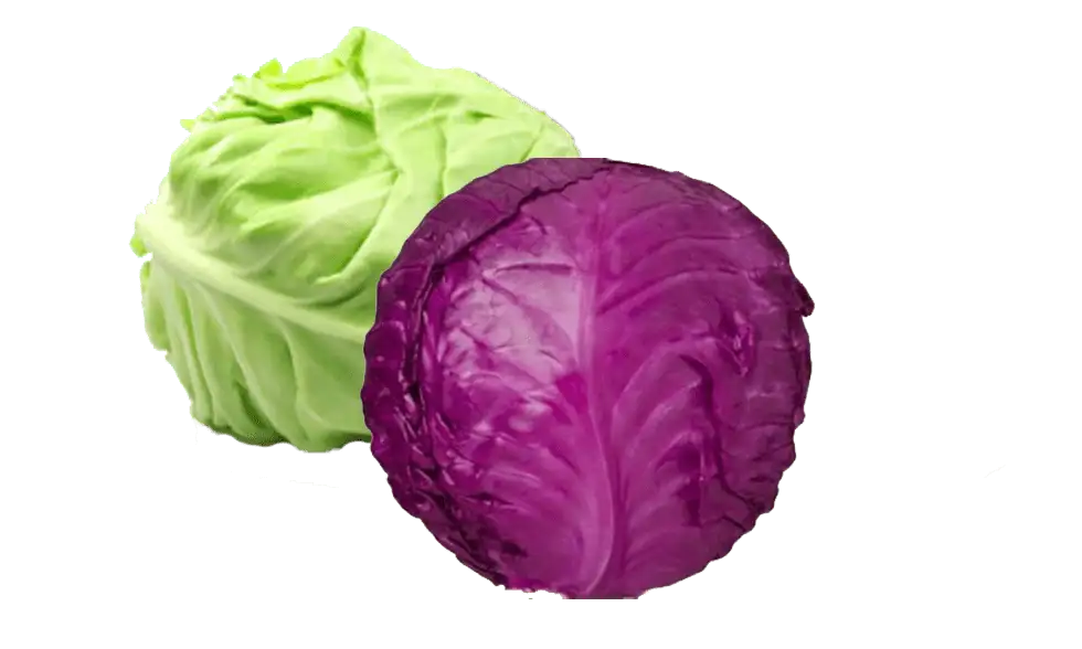 White and red cabbage